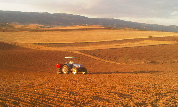 planteuse d'ail au champ